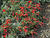  A002820croof80